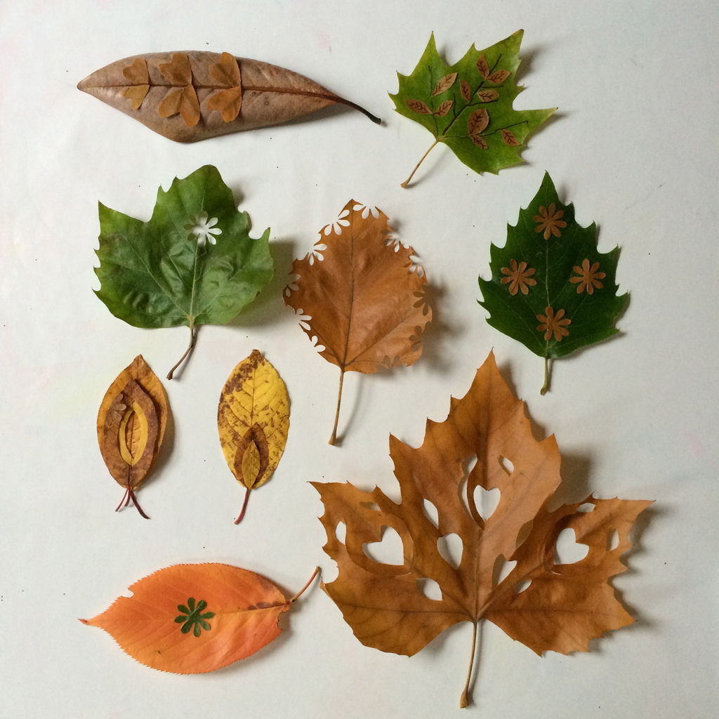 Leaf Cutting | Colourful Minds