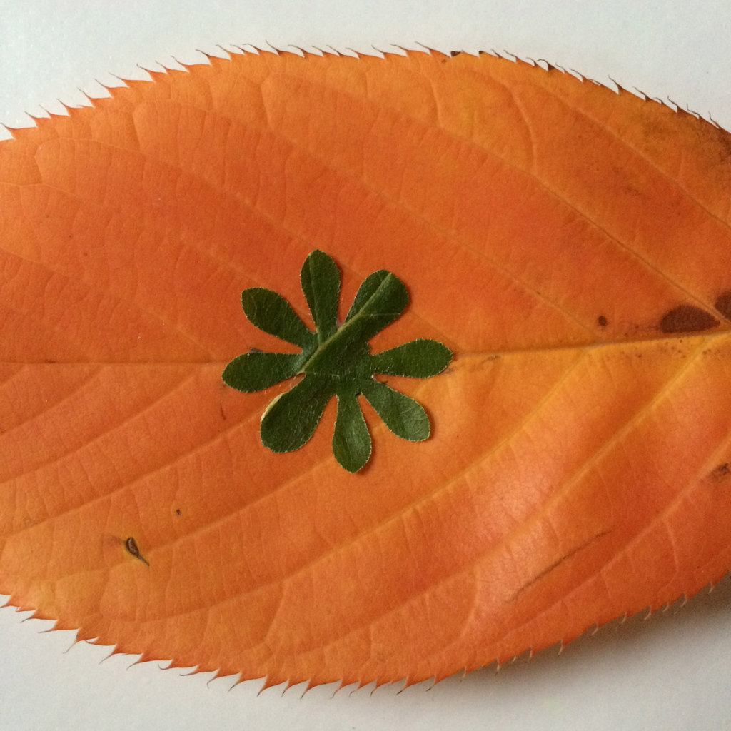 Leaf Cutting | Colourful Minds