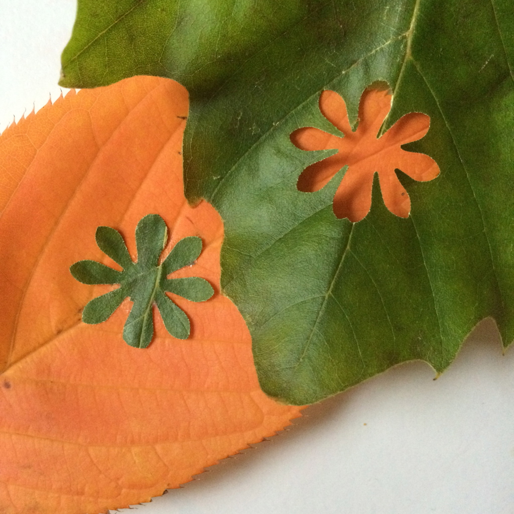 Leaf Cutting | Colourful Minds